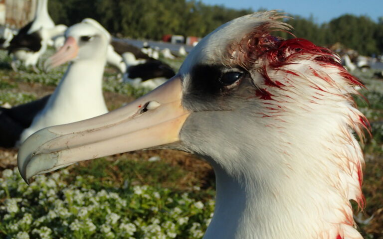 Midway Atoll Albatross