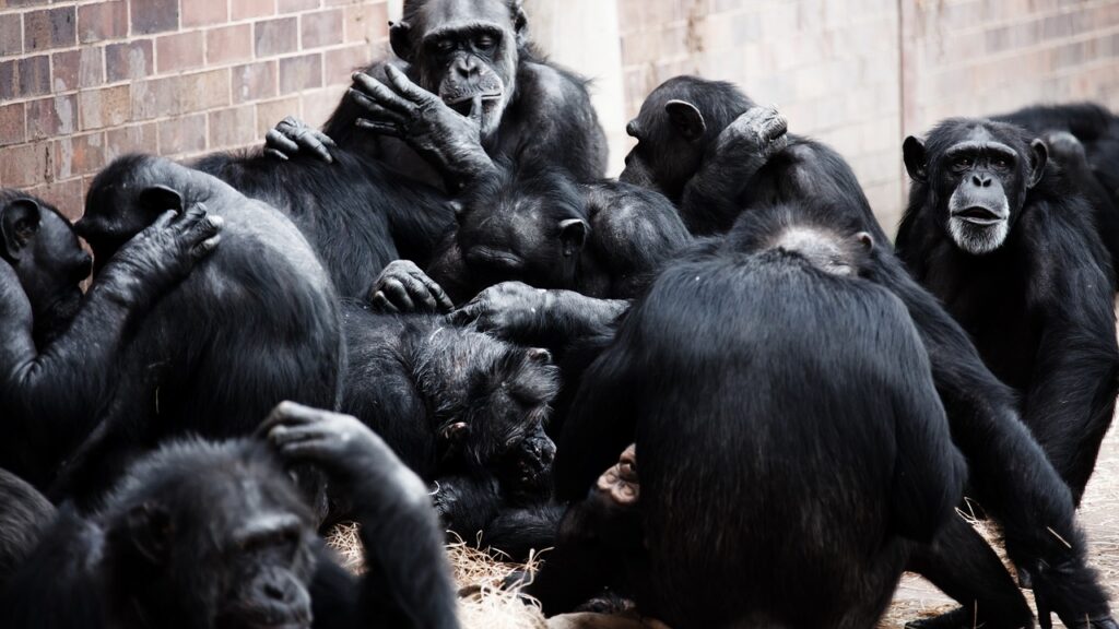 animal, apes, black-20764.jpg