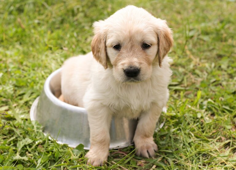 puppy, golden retriever, dog-1207816.jpg