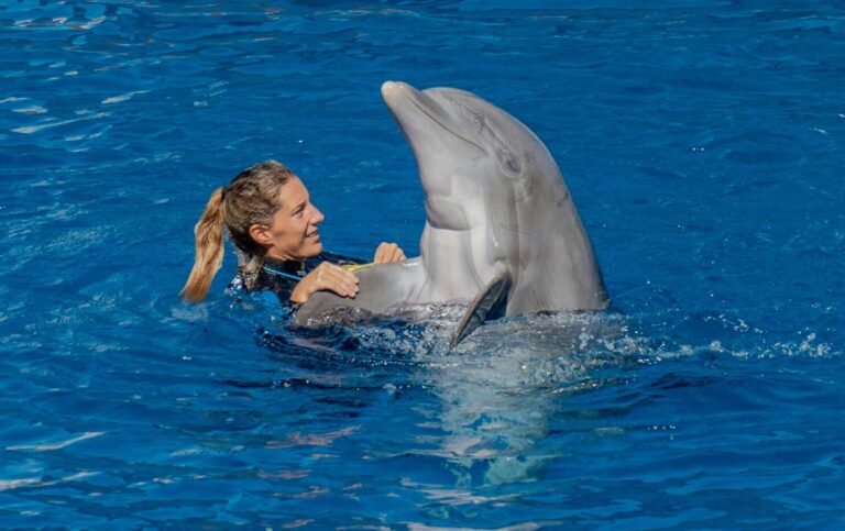 Trainer Interacts with Dolphin in Blue Water