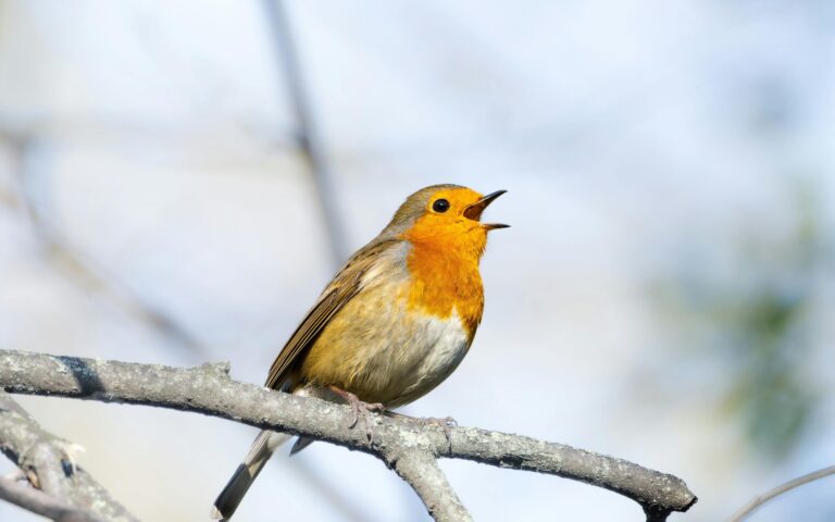 A vibrant European robin singing on a tree branch in a natural outdoors setting.