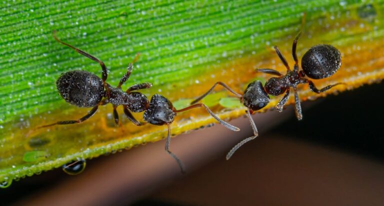 Detailed macro image of ants with dew drops on a vibrant green leaf.